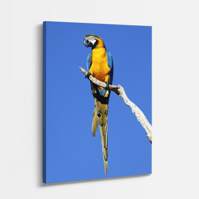cuadro canvas aves eco de la selva vertical