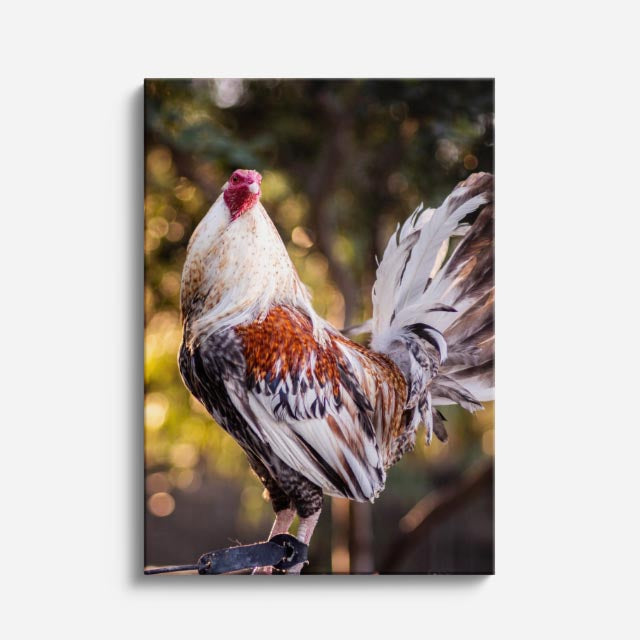 cuadro canvas aves orgullo del corral vertical