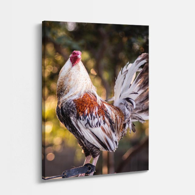 cuadro canvas aves orgullo del corral vertical