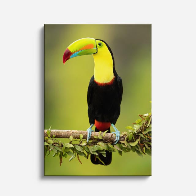 cuadro canvas aves voz de la jungla vertical