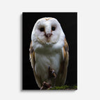 cuadro canvas aves silencio del búho vertical
