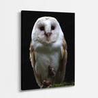 cuadro canvas aves silencio del búho vertical