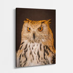 cuadro canvas aves ojos de la noche vertical