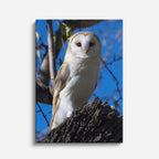 cuadro canvas aves luz del alba vertical