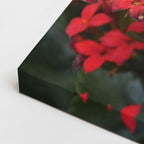 cuadro canvas insectos alas de rubí horizontal