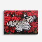 cuadro canvas insectos alas de rubí horizontal