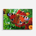 cuadro canvas insectos danza del néctar horizontal