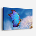 Aurora de Mariposa