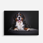 cuadro canvas mascotas rey bernés horizontal