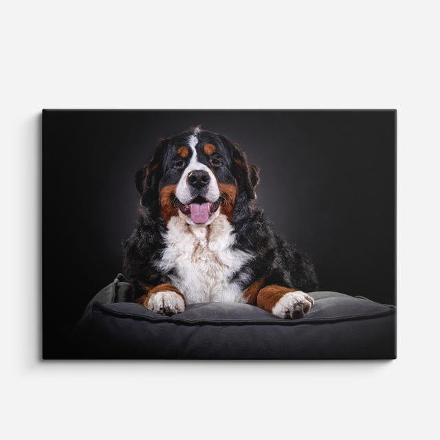 cuadro canvas mascotas rey bernés horizontal