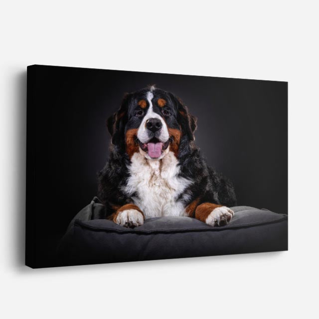cuadro canvas mascotas rey bernés horizontal