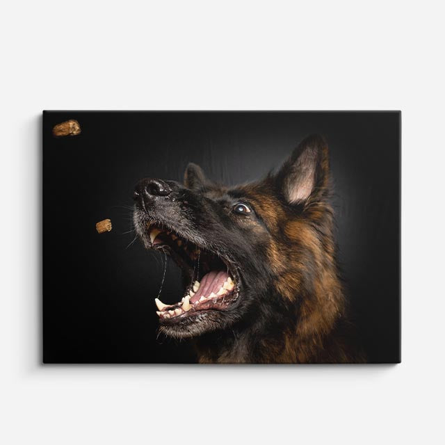 cuadro canvas mascotas instinto alemán horizontal