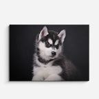 cuadro canvas mascotas cachorro ártico horizontal