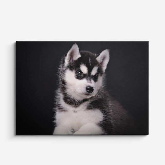 cuadro canvas mascotas cachorro ártico horizontal
