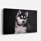 cuadro canvas mascotas cachorro ártico horizontal