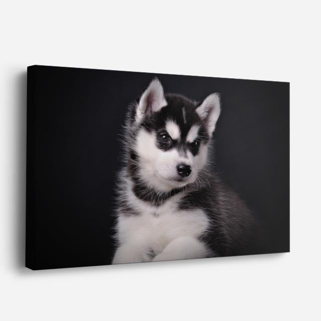 cuadro canvas mascotas cachorro ártico horizontal