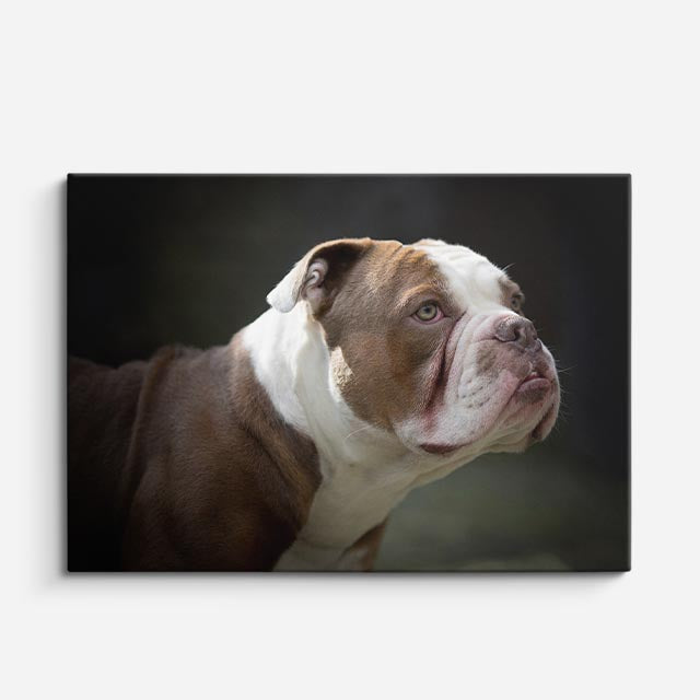 cuadro canvas mascotas mirada bulldog horizontal