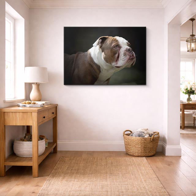 cuadro canvas mascotas mirada bulldog horizontal