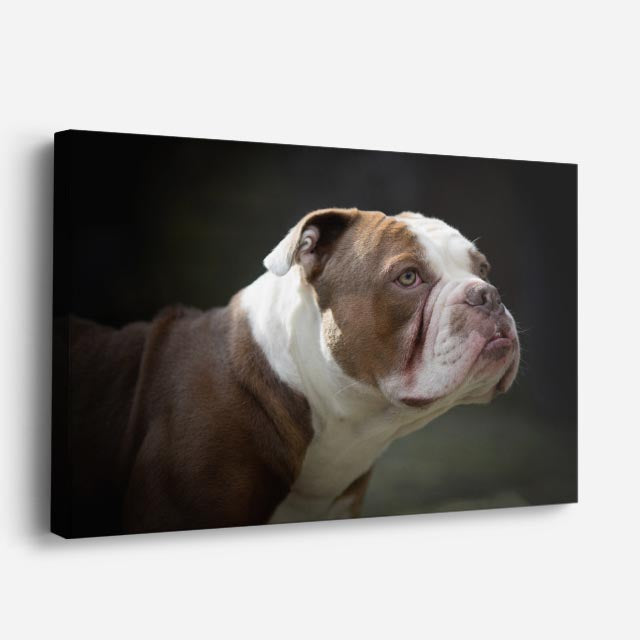 cuadro canvas mascotas mirada bulldog horizontal