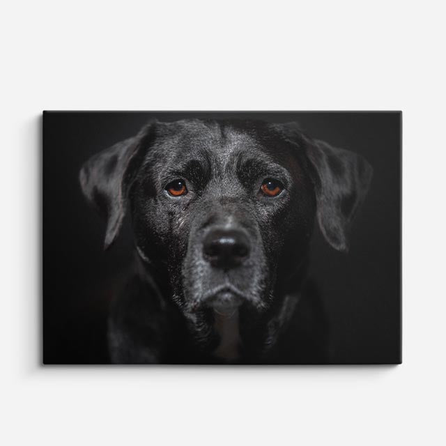 cuadro canvas mascotas labrador nocturno horizontal