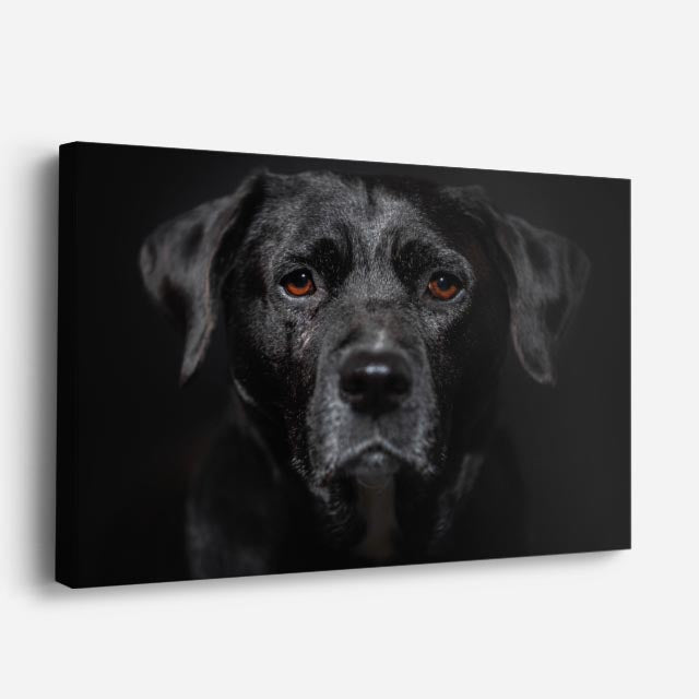 cuadro canvas mascotas labrador nocturno horizontal