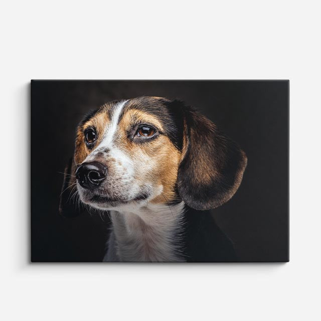 cuadro canvas mascotas perfil beagle horizontal
