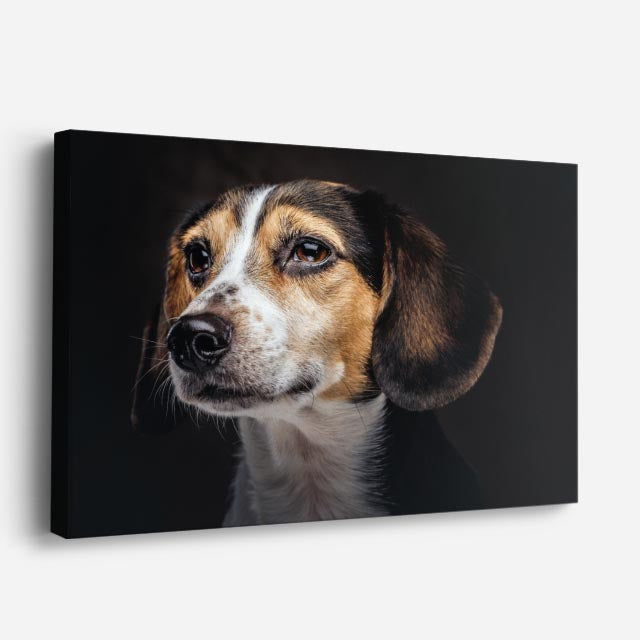cuadro canvas mascotas perfil beagle horizontal