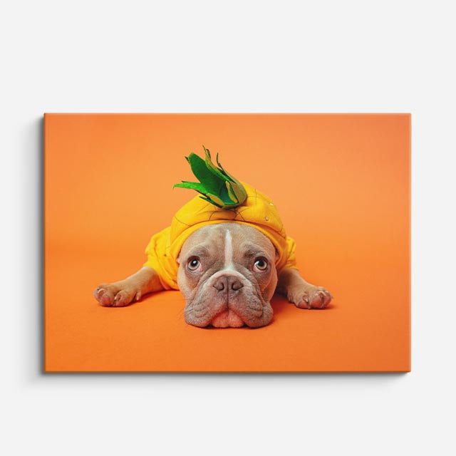 cuadro canvas mascotas bulldog tropical horizontal