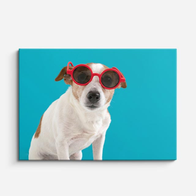 cuadro canvas mascotas gafas escarlata horizontal