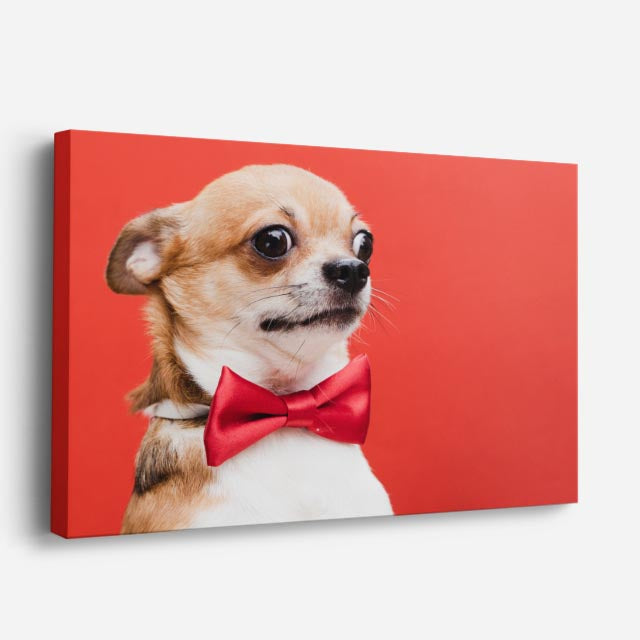 cuadro canvas mascotas moño carmesí horizontal