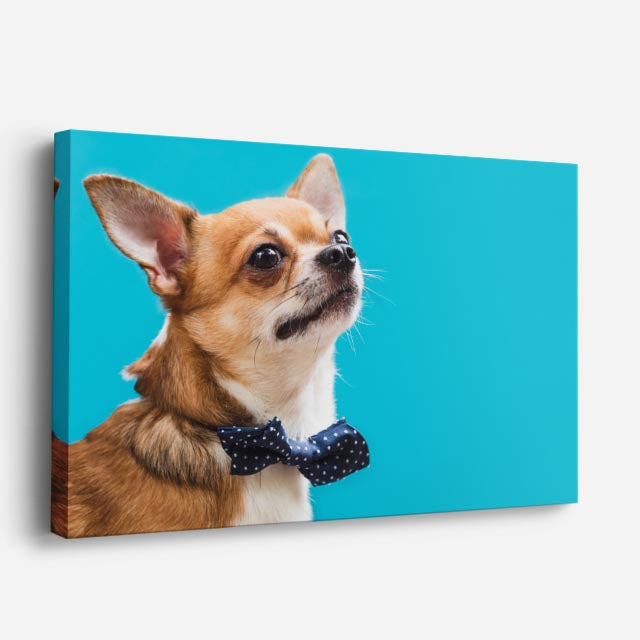cuadro canvas mascotas moño cobalto horizontal
