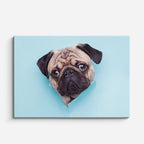 cuadro canvas mascotas retrato pug horizontal