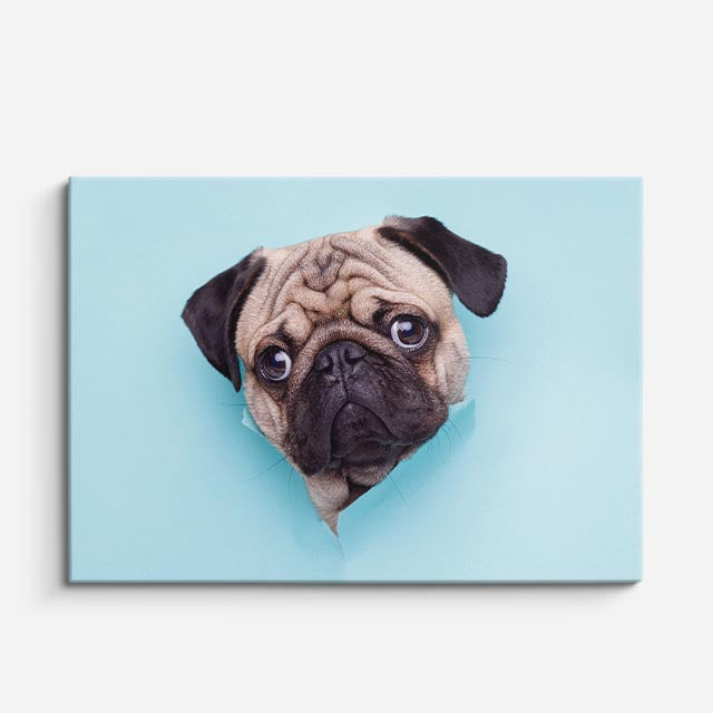 cuadro canvas mascotas retrato pug horizontal