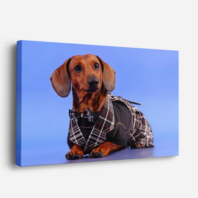 cuadro canvas mascotas dandi salchicha horizontal