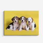 cuadro canvas mascotas trío travieso horizontal