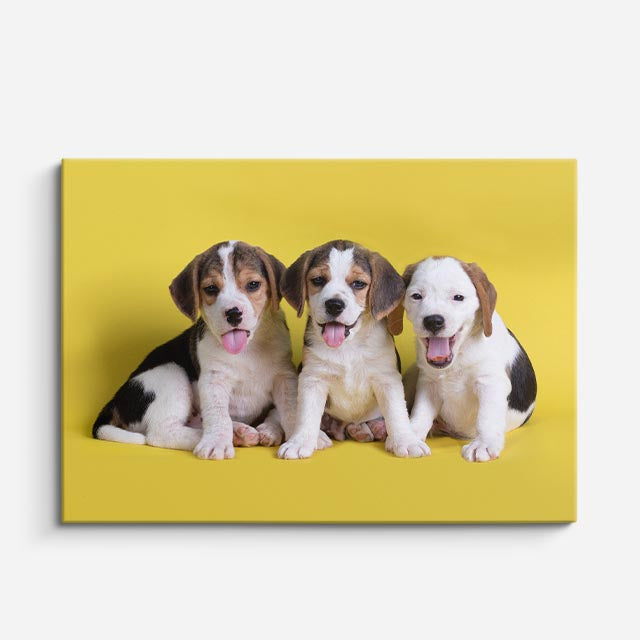cuadro canvas mascotas trío travieso horizontal