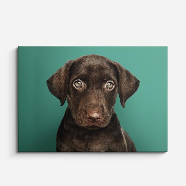 cuadro canvas mascotas mirada cacao horizontal