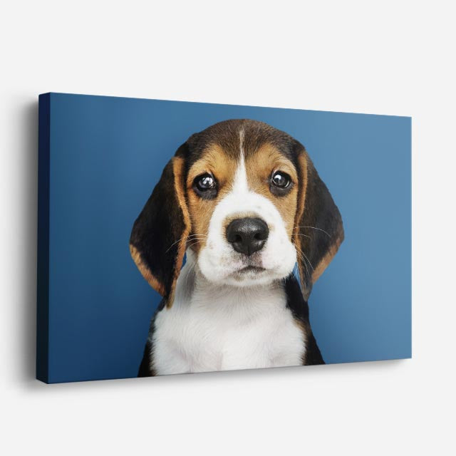 cuadro canvas mascotas cachorro beagle horizontal