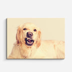 cuadro canvas mascotas risa dorada horizontal