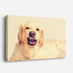 cuadro canvas mascotas risa dorada horizontal