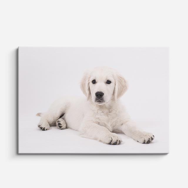cuadro canvas mascotas pureza nevada horizontal