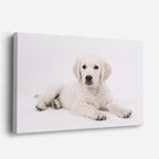 cuadro canvas mascotas pureza nevada horizontal