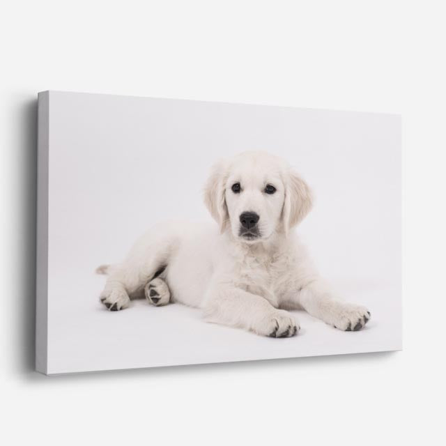 cuadro canvas mascotas pureza nevada horizontal