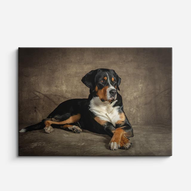 cuadro canvas mascotas guardia bernés horizontal