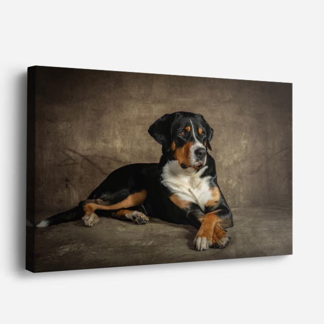 cuadro canvas mascotas guardia bernés horizontal