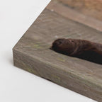 cuadro canvas mascotas reposo cobrizo horizontal