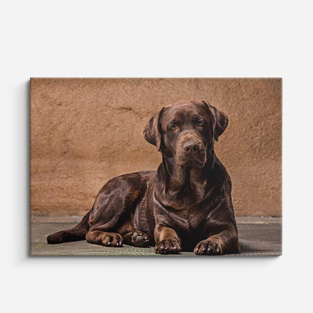 cuadro canvas mascotas reposo cobrizo horizontal