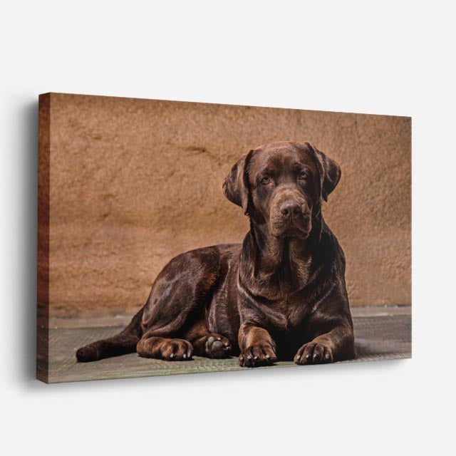 cuadro canvas mascotas reposo cobrizo horizontal