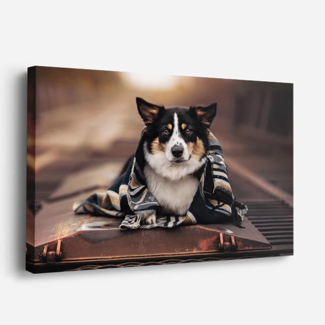 cuadro canvas mascotas manta urbana horizontal