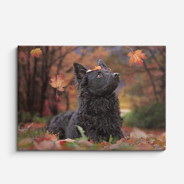 cuadro canvas mascotas bosque de otoño horizontal